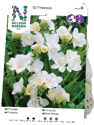 Freesia mukula valkoinen 10kpl -15%