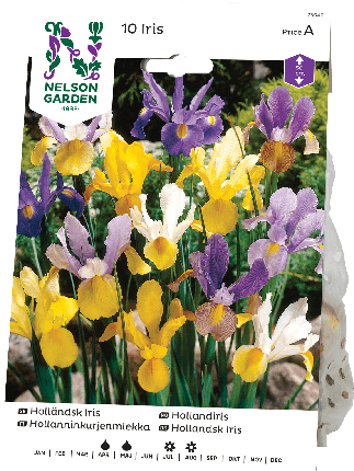 Hollanninkurjenmiekka sipuli värisekoitus 8kpl -15%