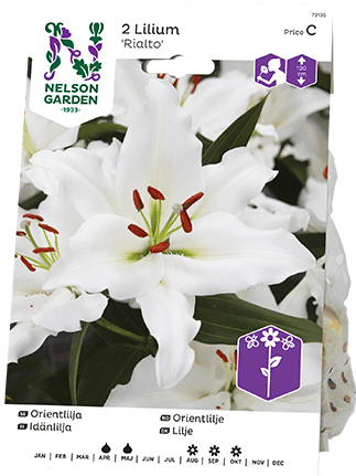 Idänlilja sipuli Rialto 2kpl -15%
