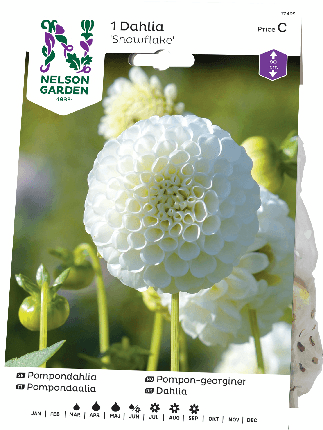 Daalia pompon  juurakko Snowflake valkoinen -15%