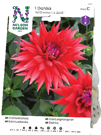 Kaktusdaalia sipuli Wittemans Best -15%