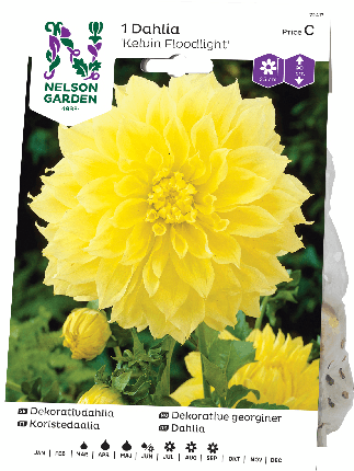 Daalia juurakko Kelvin Floodlight