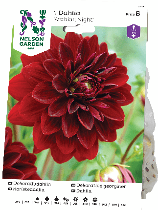 Daalia juurakko Arabian Night