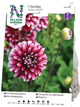 Daalia juurakko Ariko 9707 -15%