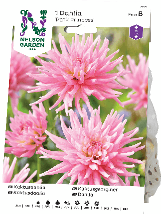 Daalia juurakko Park Princess