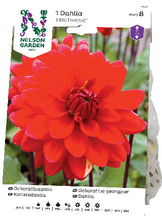 Daalia juurakko Heatwave -15%