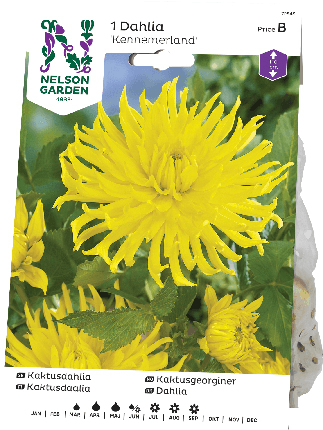 Daalia juurakko Kennemerland