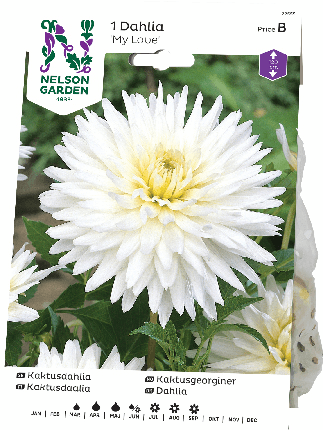 Daalia juurakko My Love -15%