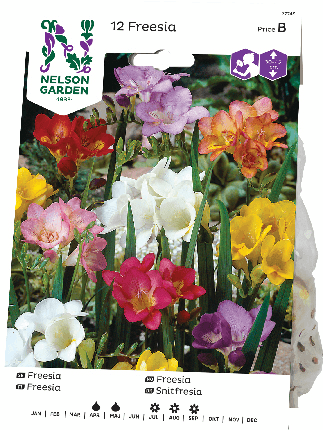 Freesia sipuli väriseos 12kpl