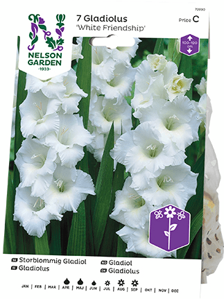 Gladiolus mukula White Friendship 7kpl -15%