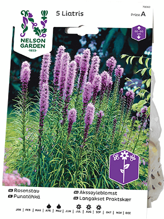 Punatähkä sipuli 5kpl -15%