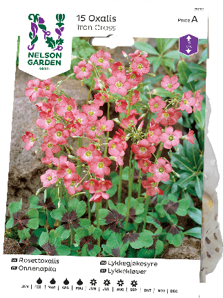 Käenkaali onnenapila sipuli Iron Cross 15kpl -15%