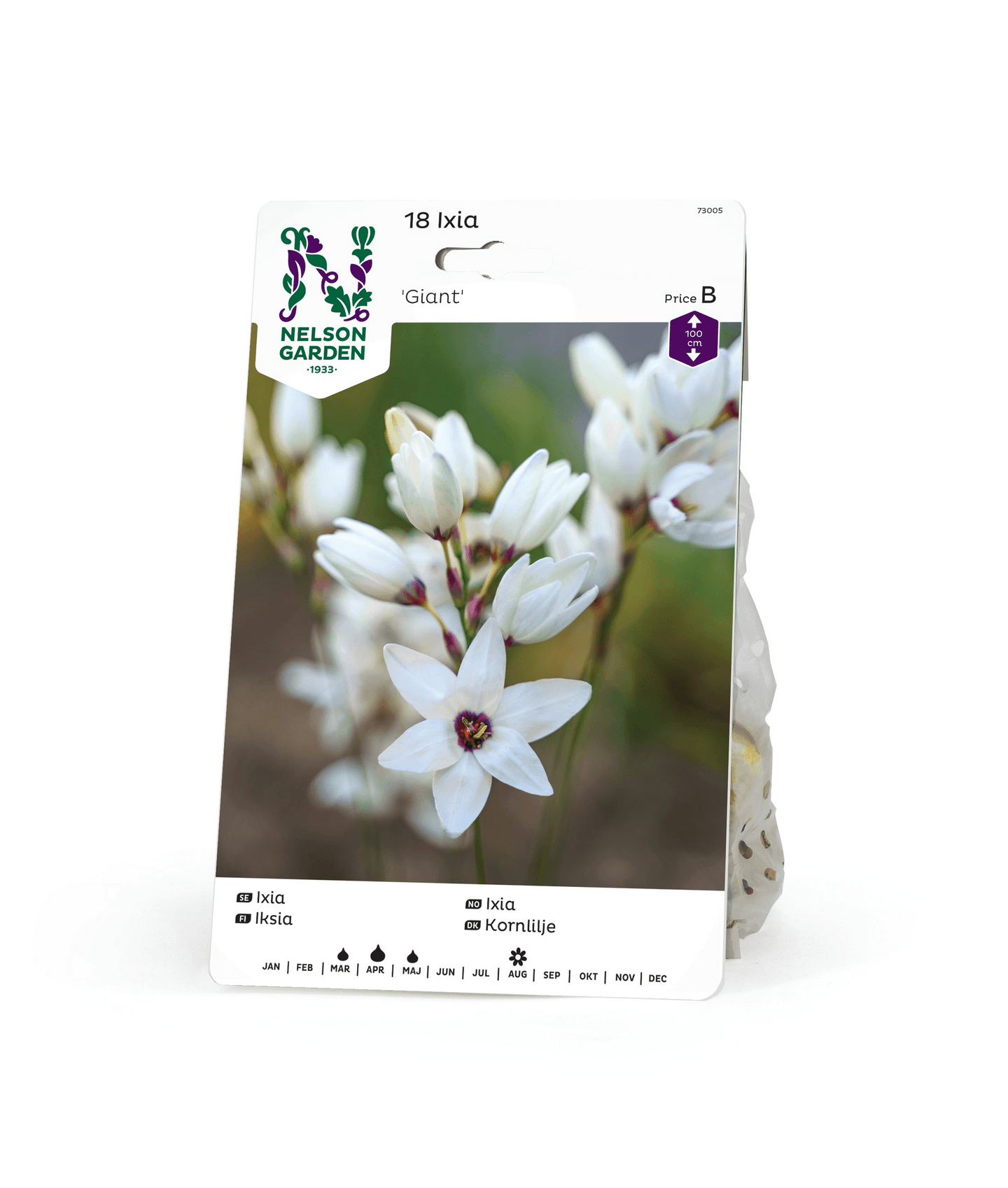 Iksia sipuli Giant 18kpl