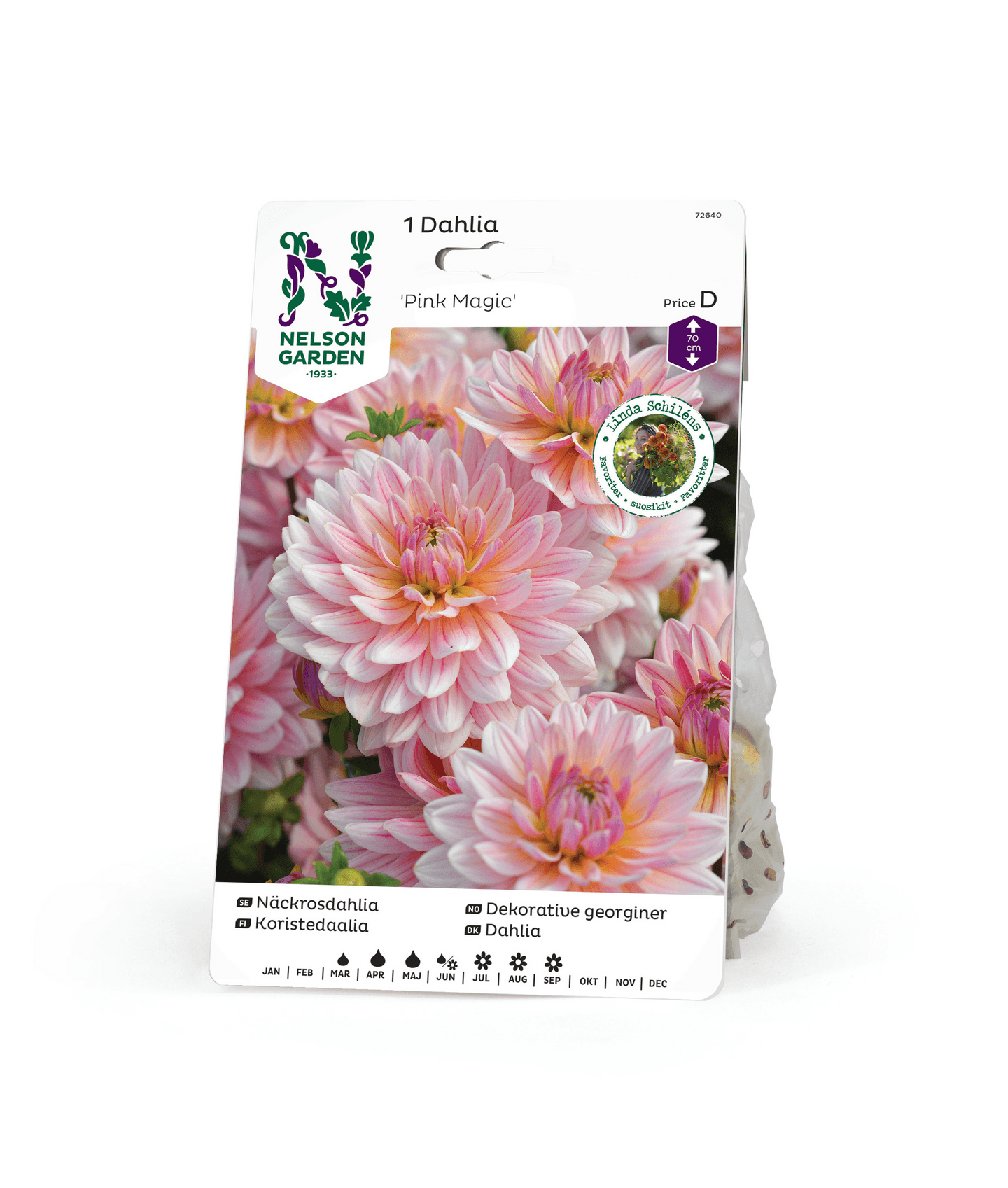 Koristedaalia sipuli Pink Magic