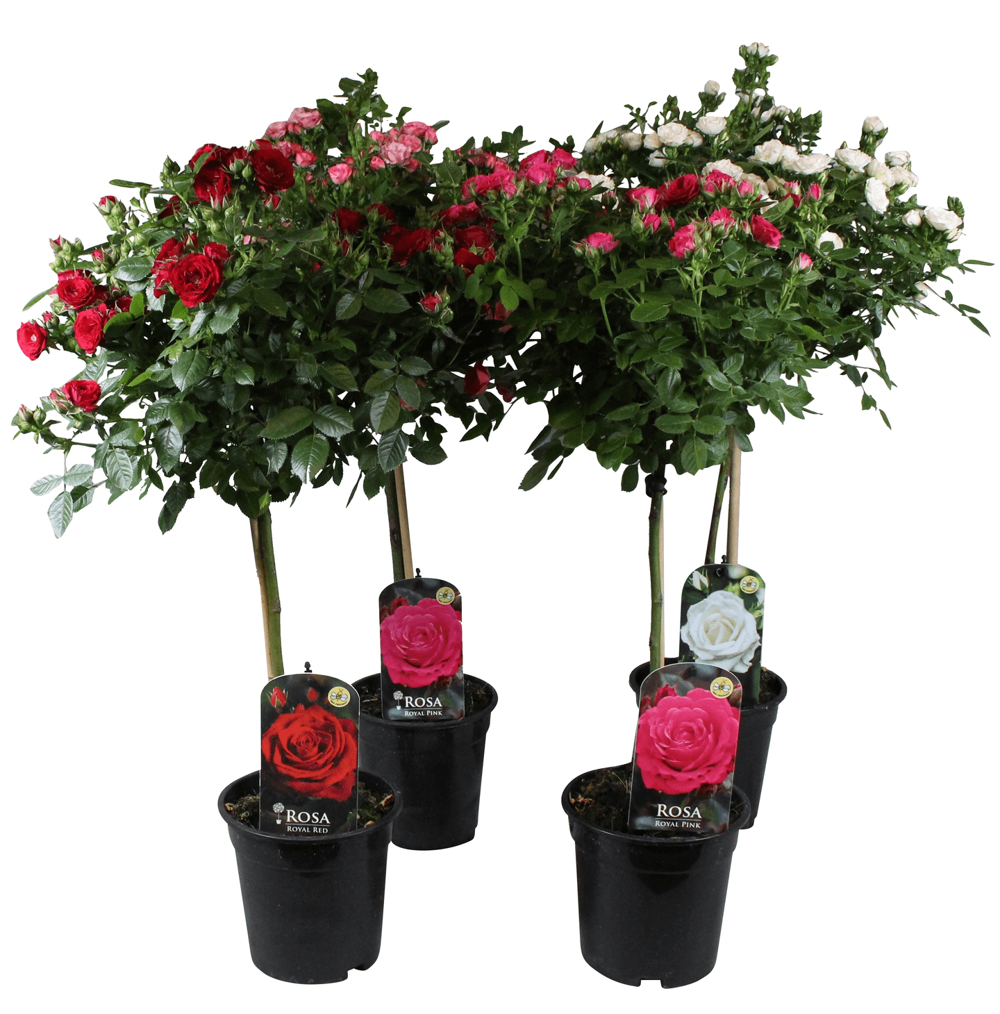 Rungollinen ruusu 17cm ruukku
