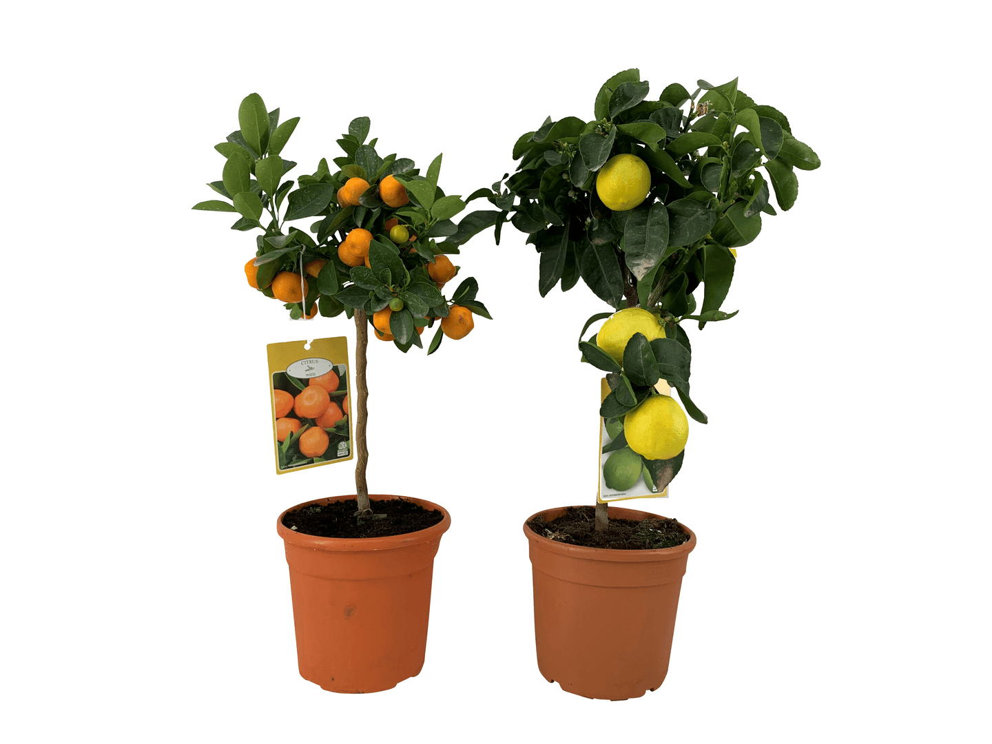 Sitrus mix rungollinen 18cm ruukku