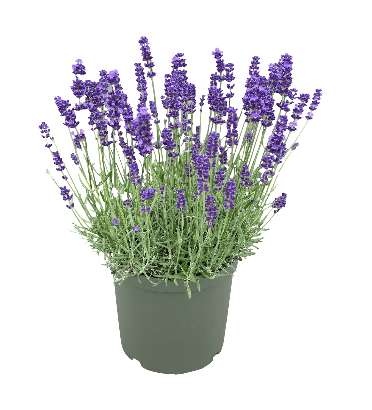 Tähkälaventeli 17cm ruukku -22%