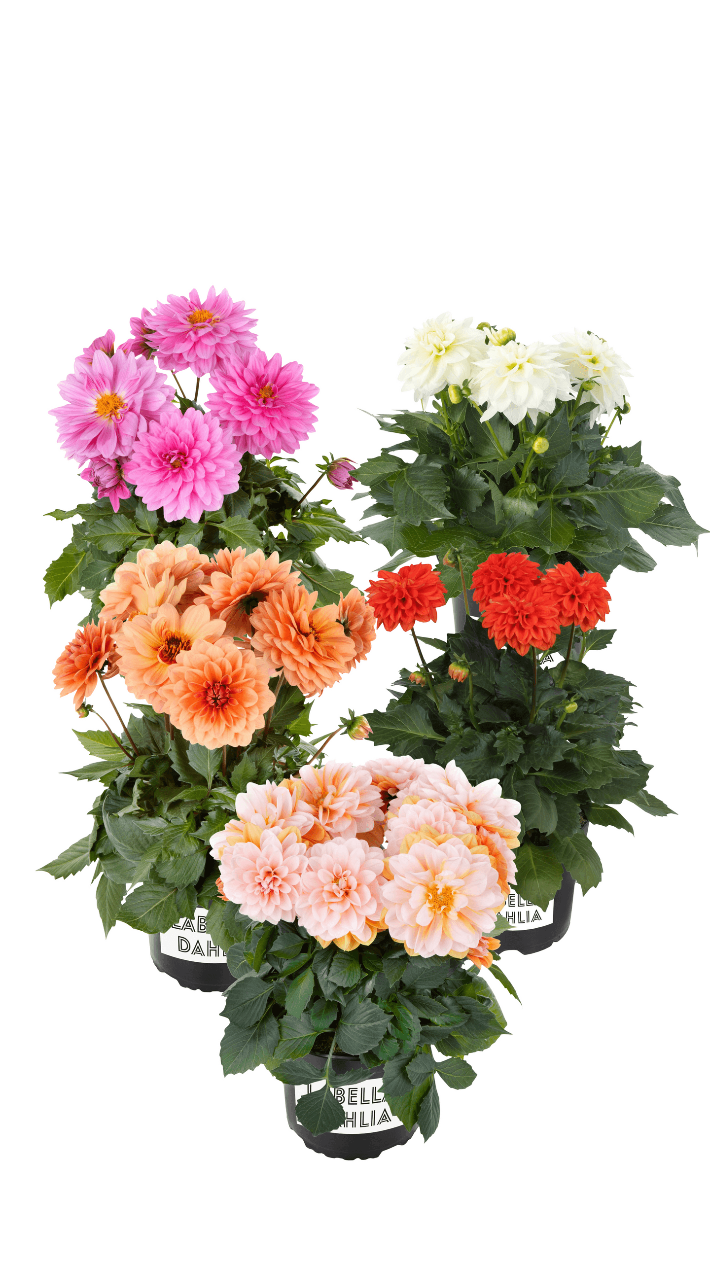 Gallerydaalia mix 15cm ruukku -25%