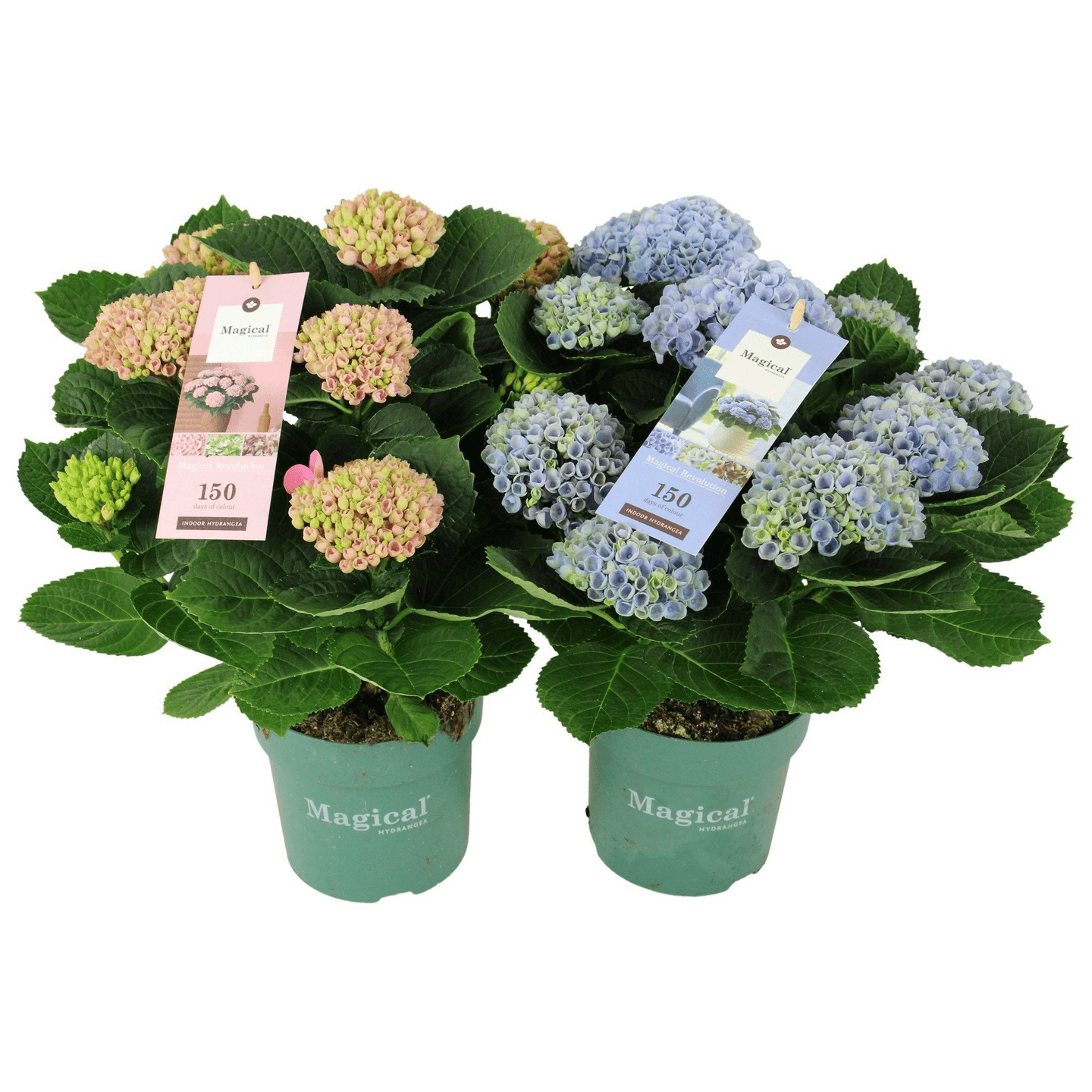 Hortensia Magical Revolution 14cm ruukku