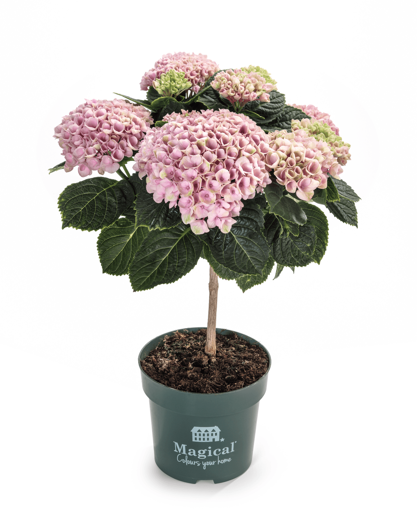Hortensia rungollinen Hydrangea macrophylla Magical 14cm ruukku