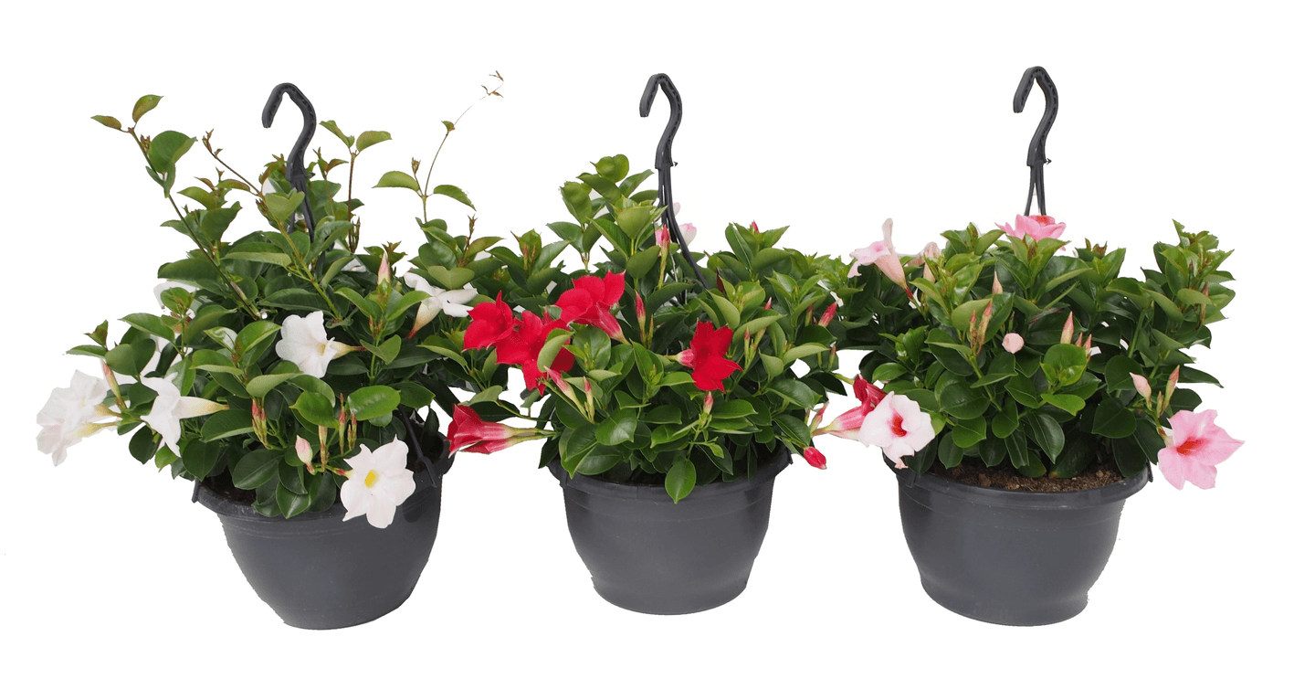Maljaköynnös Mandevilla 23cm amppeli -21%