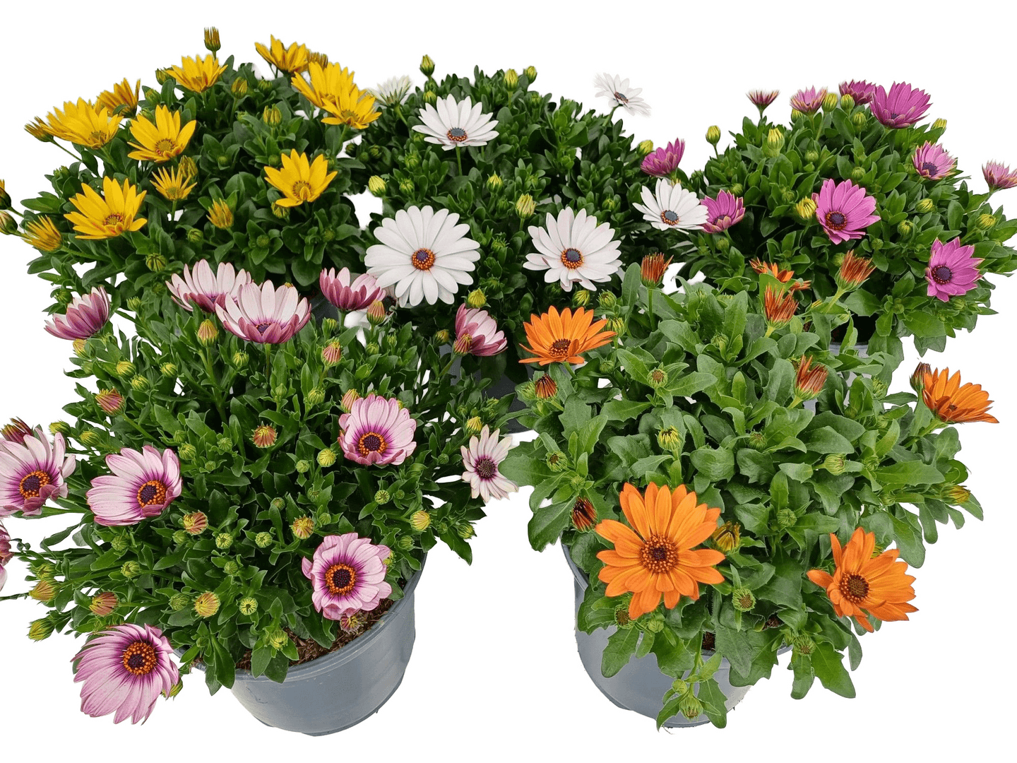 Sääkukka Osteospermum XL 19cm ruukku -23%