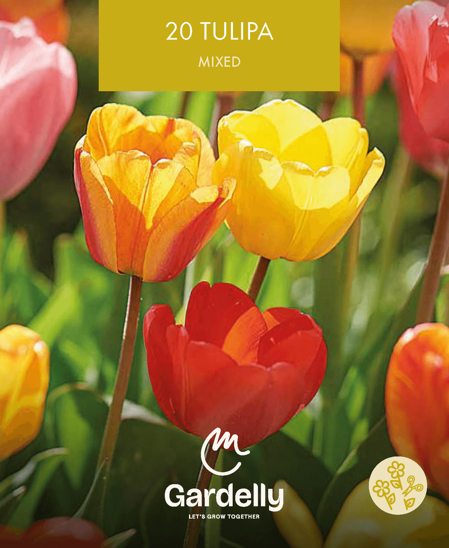 Darwin-tulppaani Tulipa sekoitus 20kpl