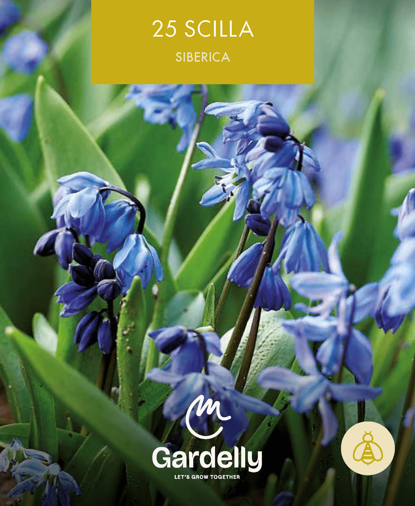 Idänsinililja Scilla Siberica 30kpl