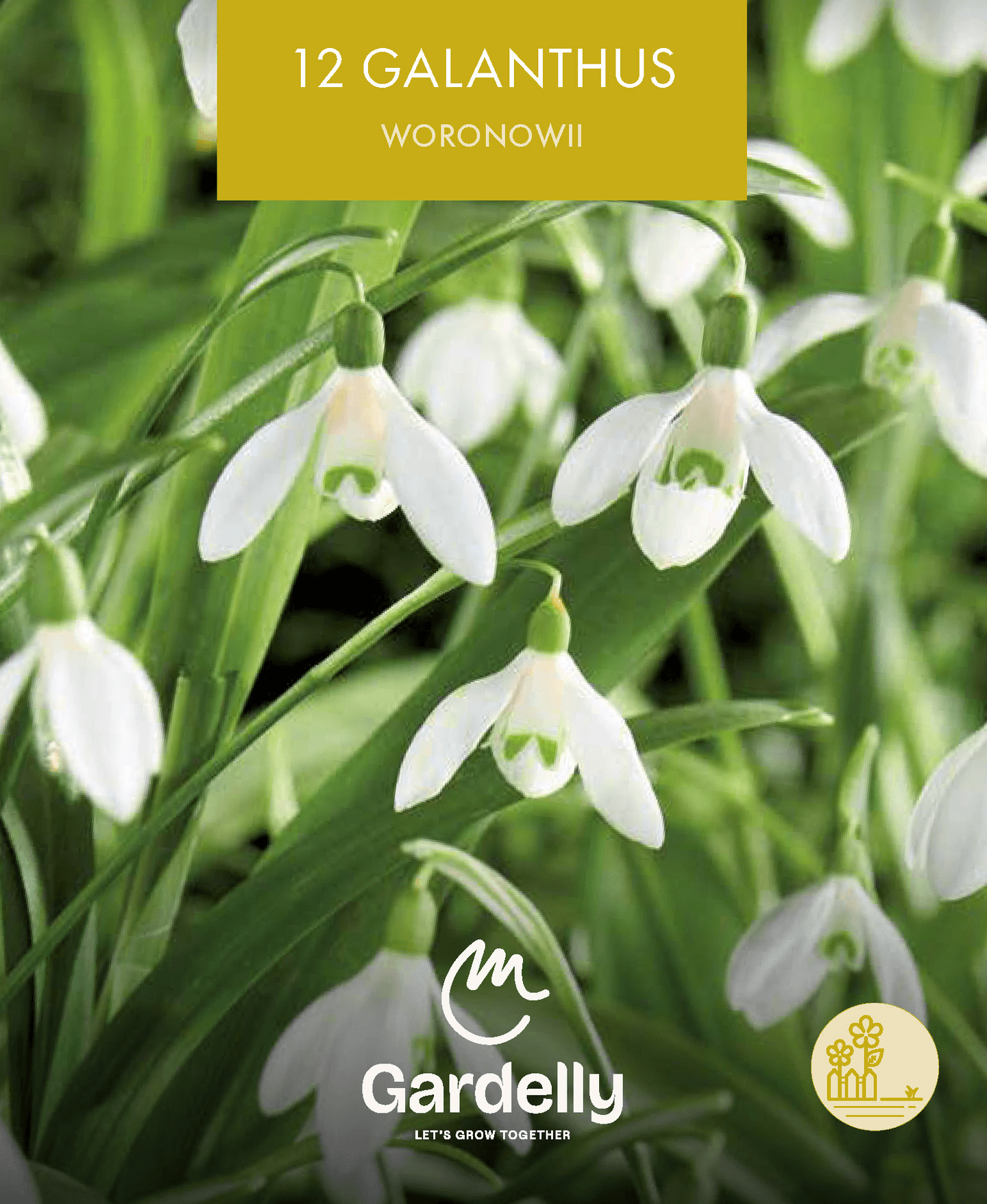 Kaukasianlumikello Galanthus Woronowii 12kpl
