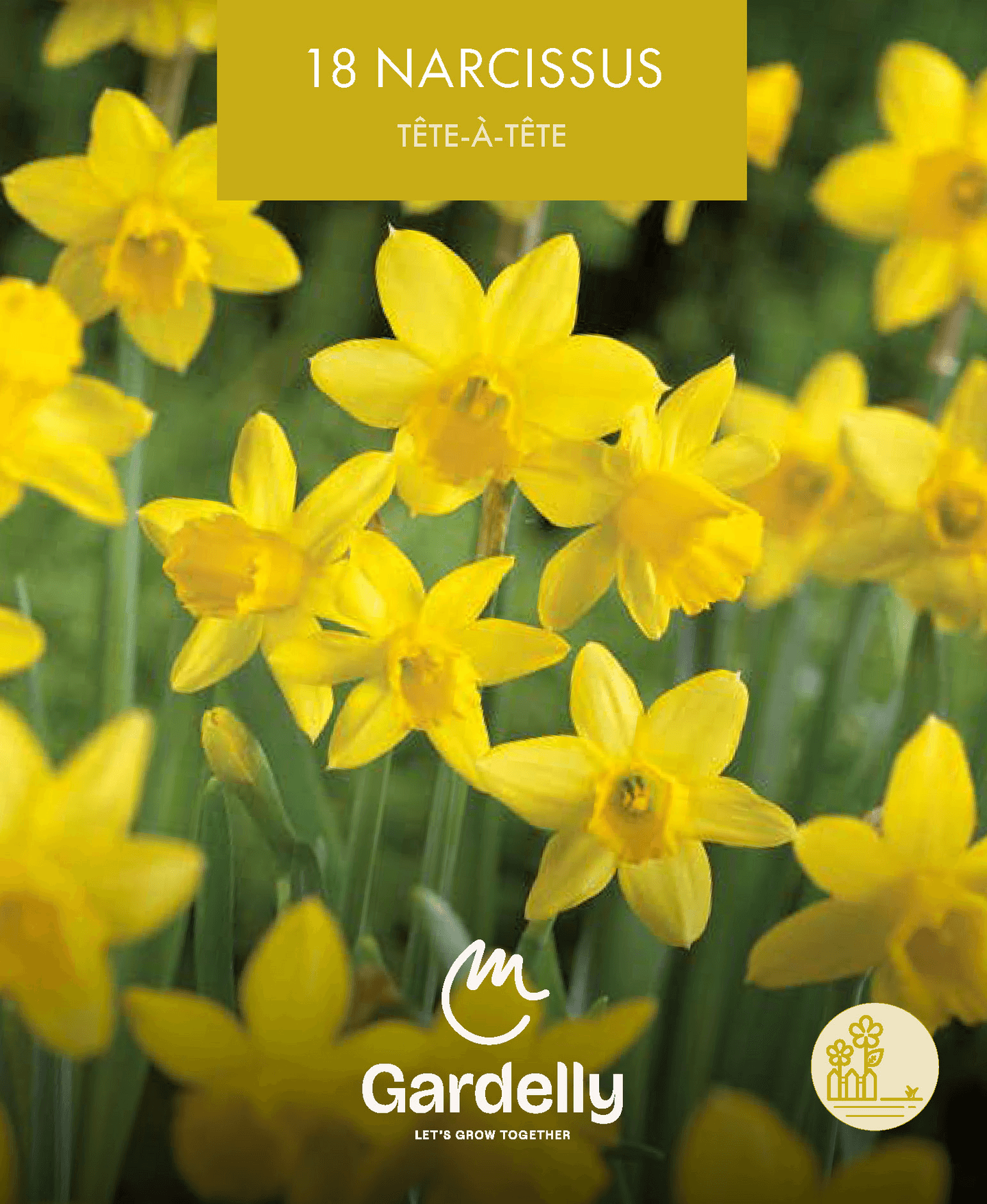 Pikkunarsissi Narcissus Tête-à-Tête 18kpl