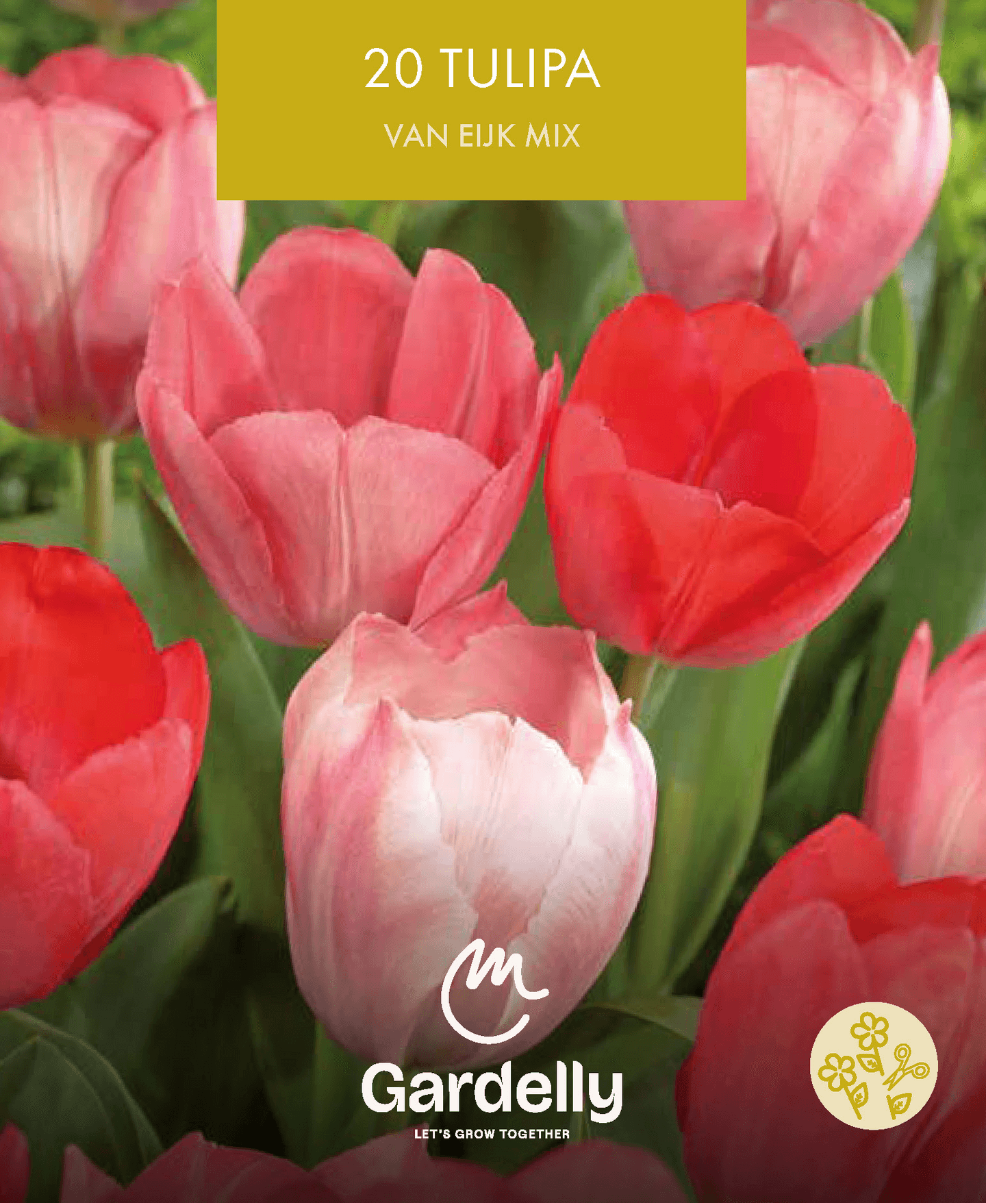 Darwin-tulppaani Tulipa Van Eijk sekoitus 20kpl