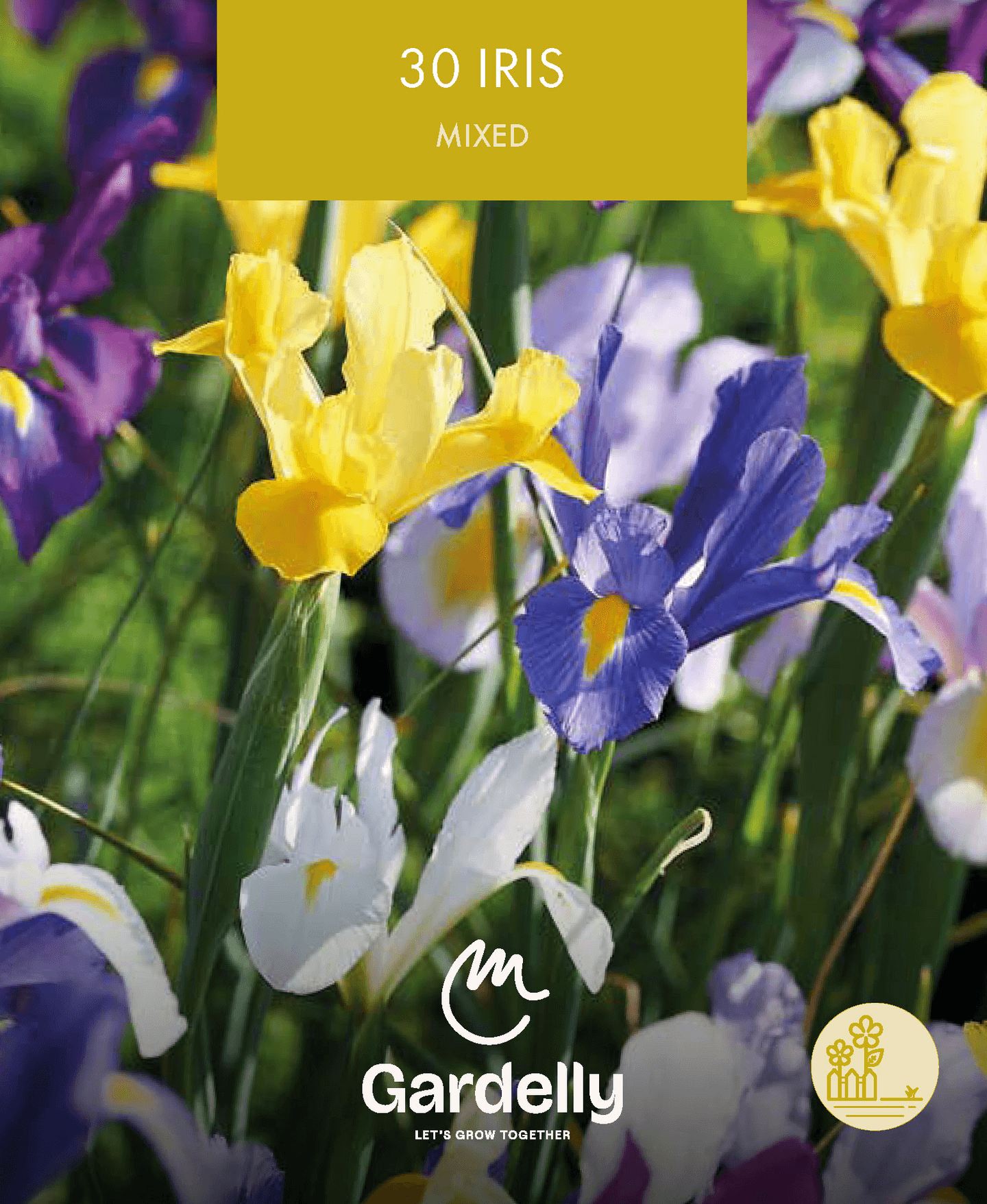 Hollanninkurjenmiekka Iris Hollandica sekoitus 30kpl