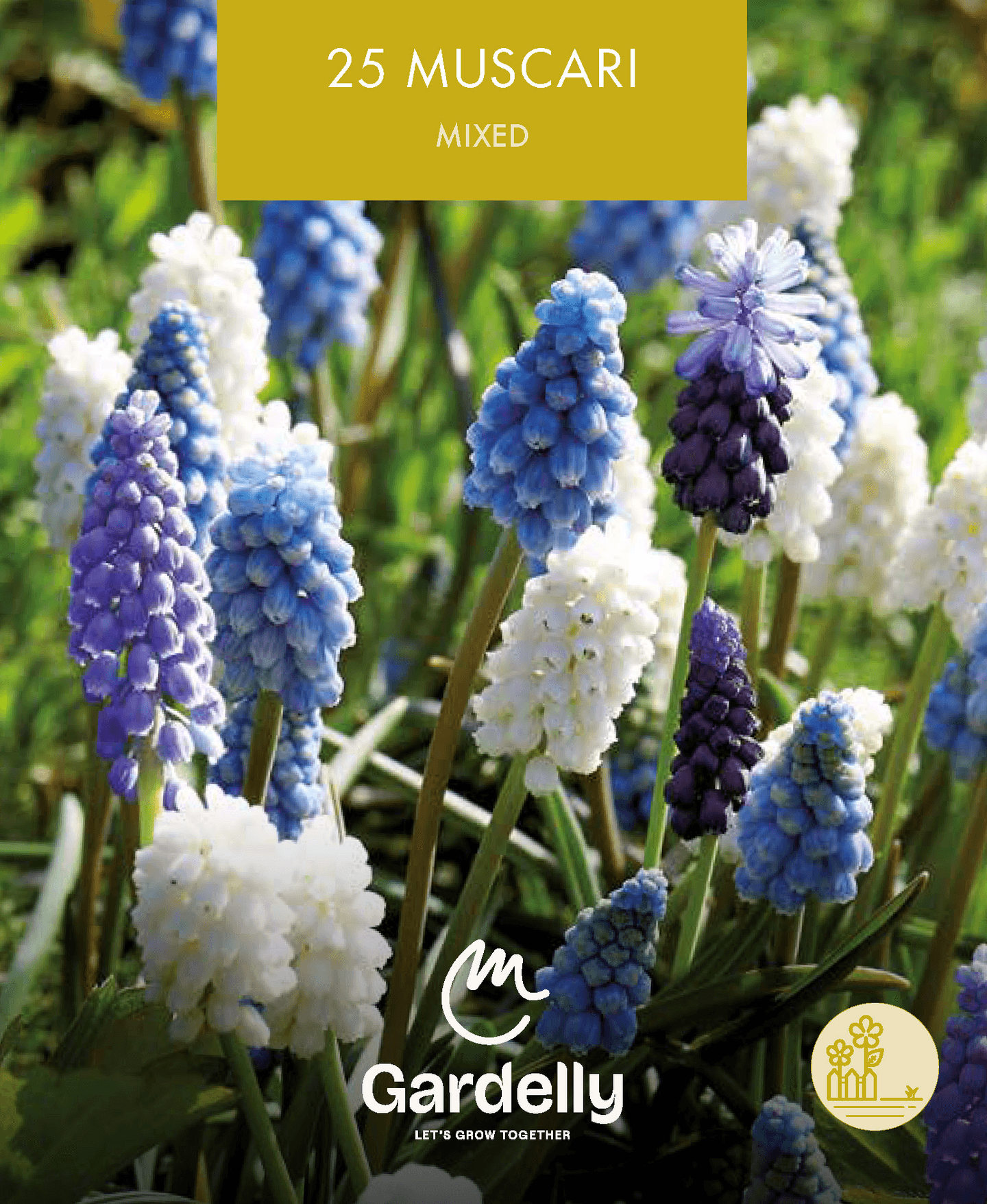 Helmililja Muscari sekoitus 30kpl