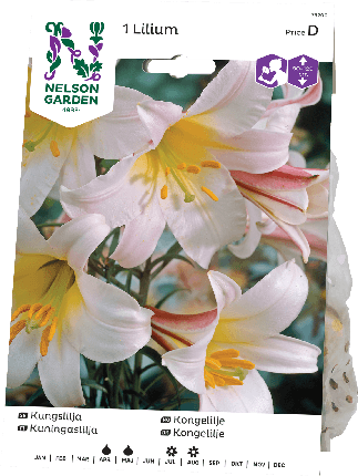 Kuningaslilja sipuli valkoinen/keltainen -15%