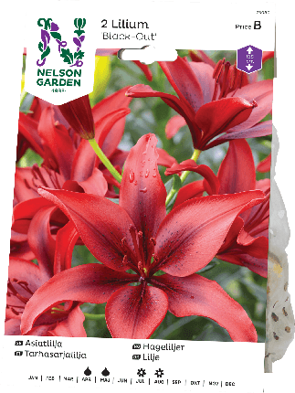 Tarhasarjalilja sipuli Timoko 2kpl -15%