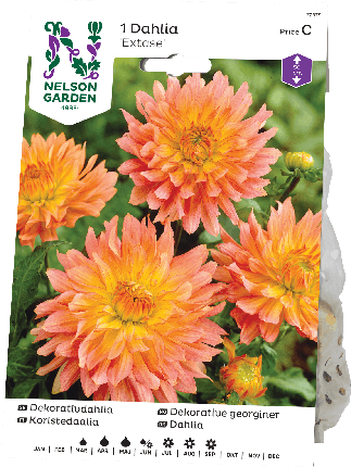 Daalia juurakko Extase -15%