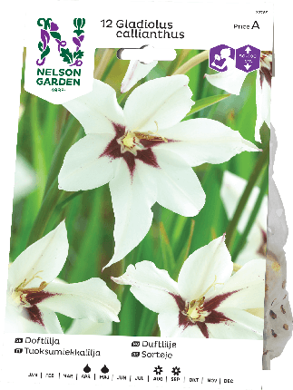 Gladiolus mukula 12kpl -15%