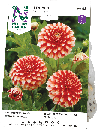 Daalia juurakko Musette