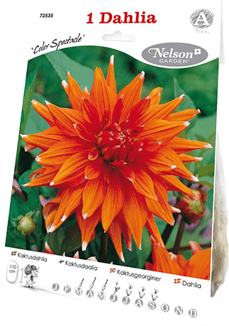 Daalia juurakko Color Spectacle