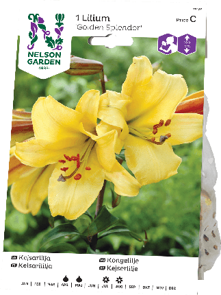 Keisarinlilja sipuli Golden Splendor -15%