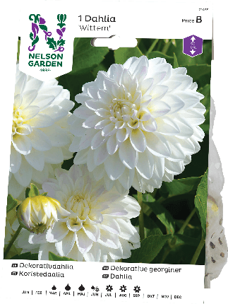 Daalia juurakko Wittem -15%