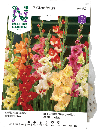Gladiolus sipuli väriseos 7kpl -15%