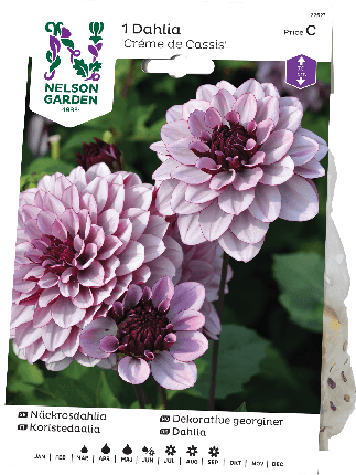 Koristedaalia sipuli Créme de Cassis -15%