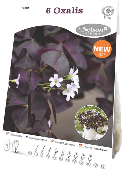 Kolmiokäenkaali sipuli 6kpl -15%