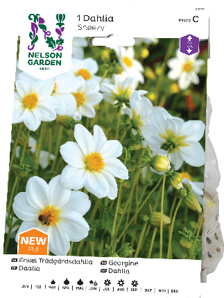 Daalia sipuli Sneezy -15%