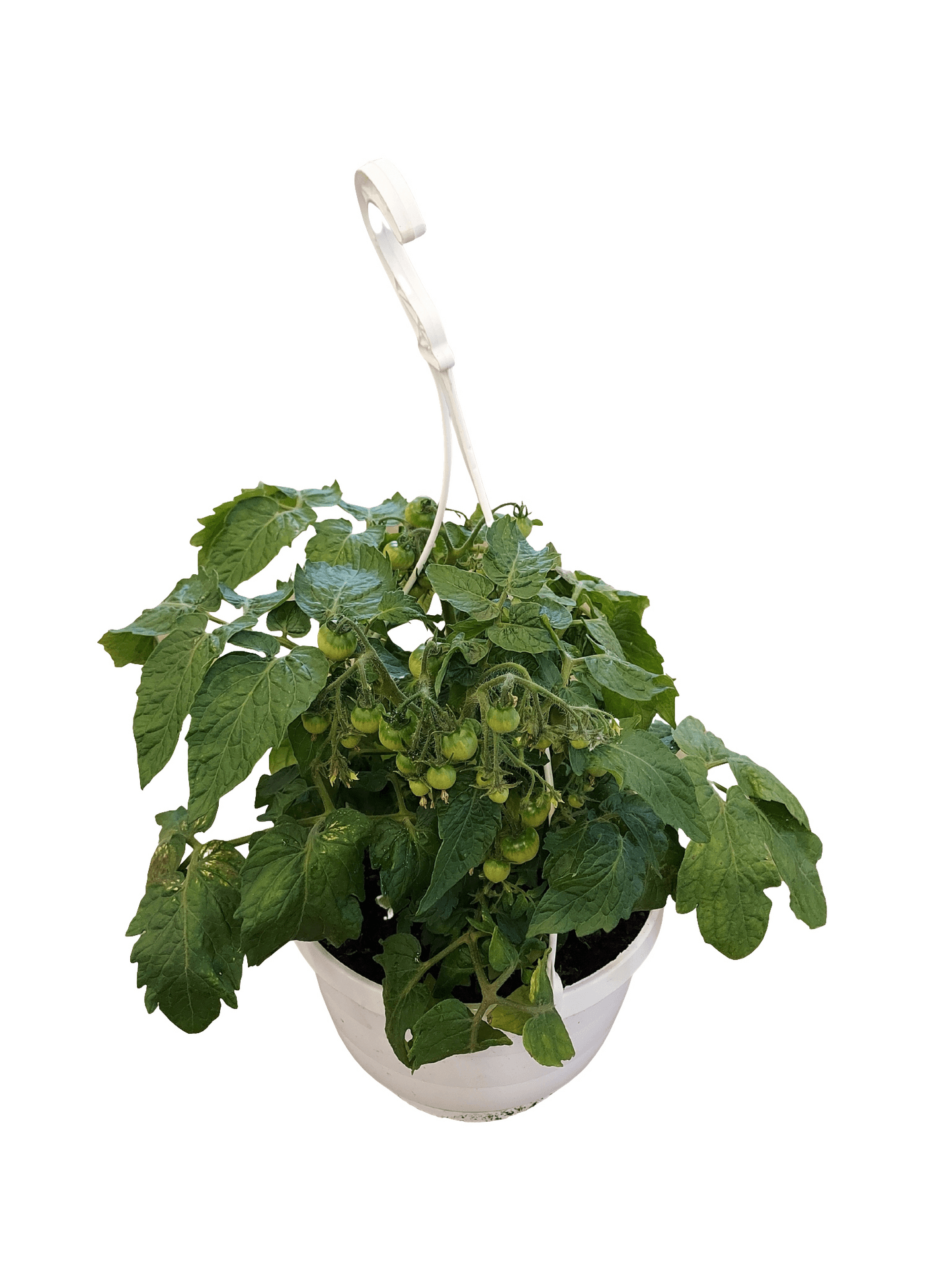 Tomaattiamppeli 23cm
