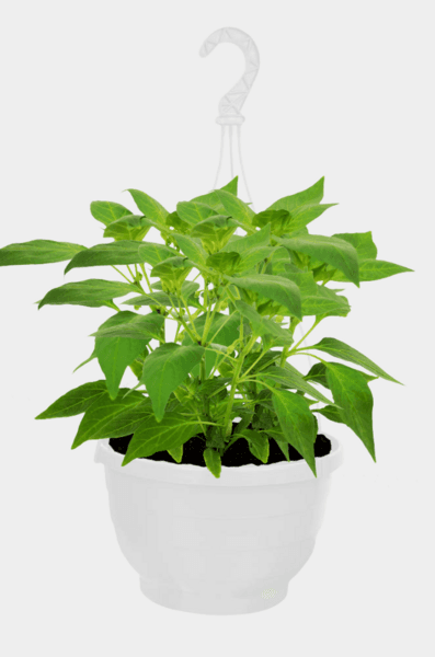 Chiliamppeli 23cm ruukku kotimainen -24%
