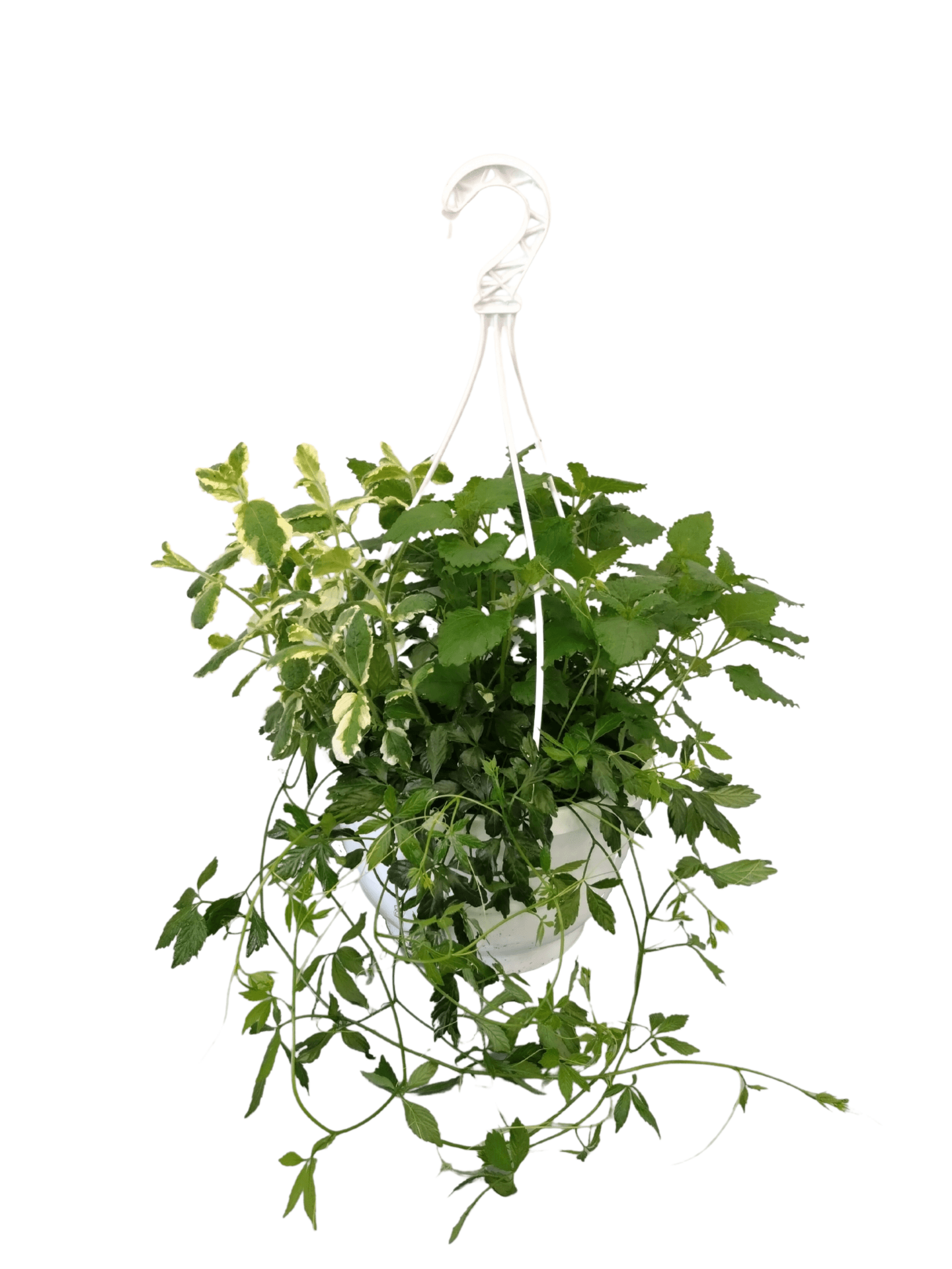 Yrttiamppeli 23cm -24%