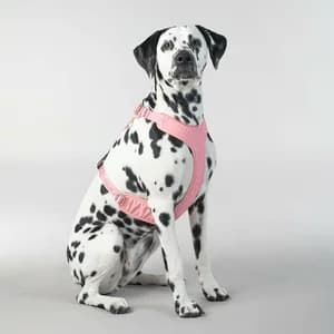 Paikka Visibility Harness for Dogs