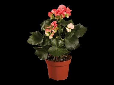Kotimainen ruusubegonia
